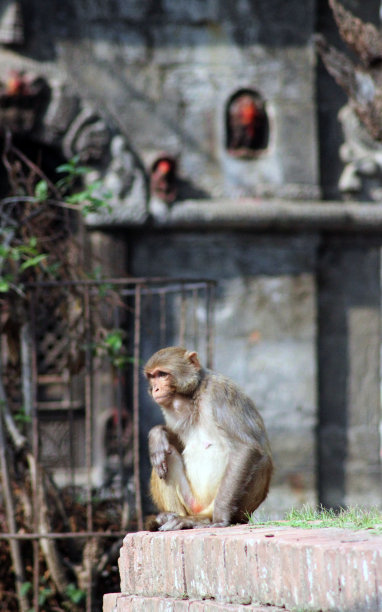 猴子,印度文化,濒危物种