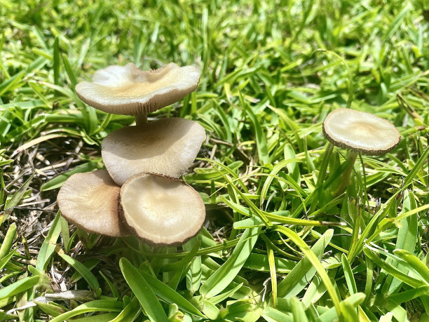 阴雨天野草