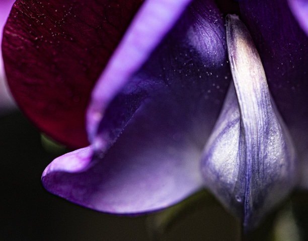 雨后下雨春天紫色野花花朵