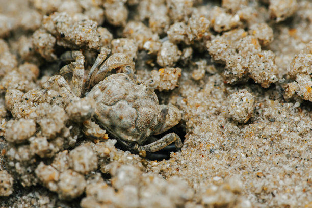 螃蟹足迹