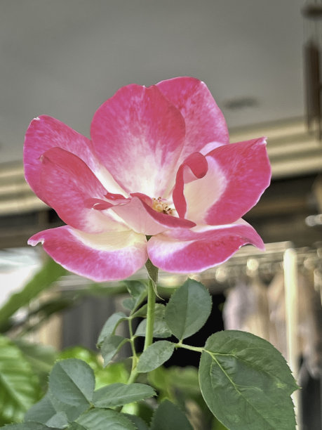 花簇,花,春天