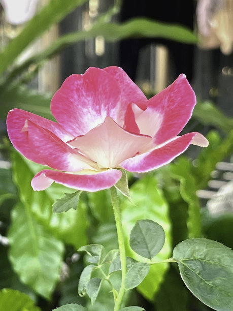 花簇,花,春天