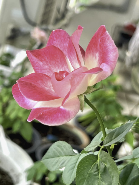 花簇,花,春天