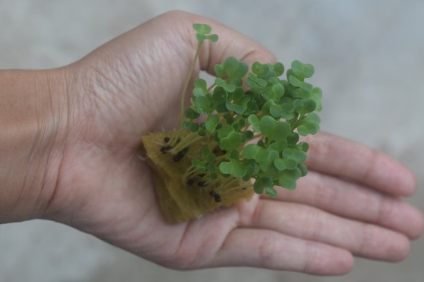 农作物植物种子发芽