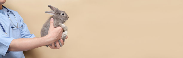 兽医,动物医院,医疗箱