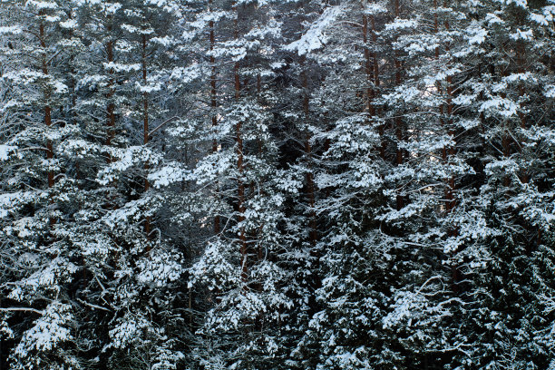 雪中水杉林