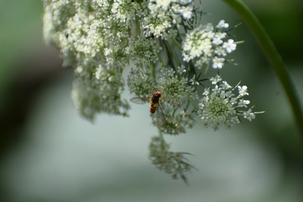 蜜蜂与胡萝卜花