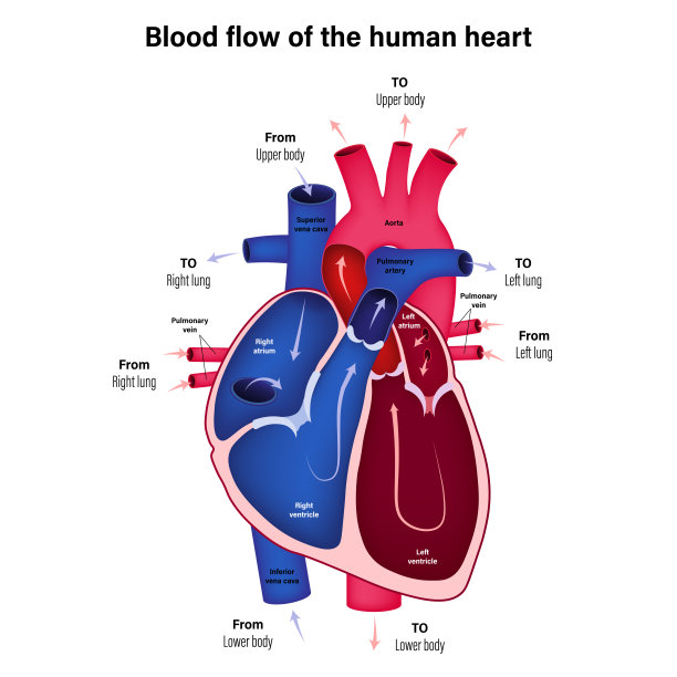 主动脉,心室,血流动