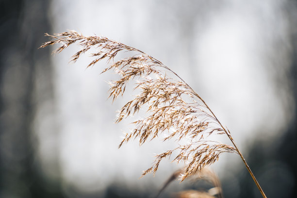 逆光湿地芦苇荡