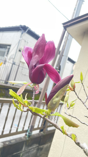 红玉兰花紫玉兰花开春天花蕾