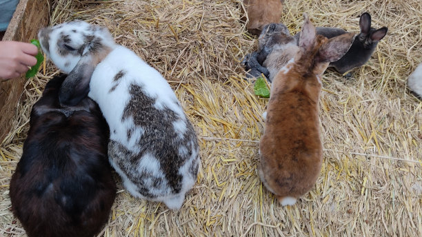 小兔子,动物毛发,啮齿目