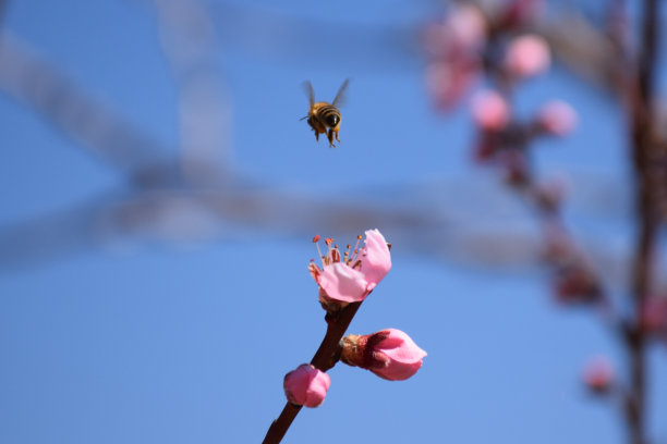 授粉,蜜蜂,花簇