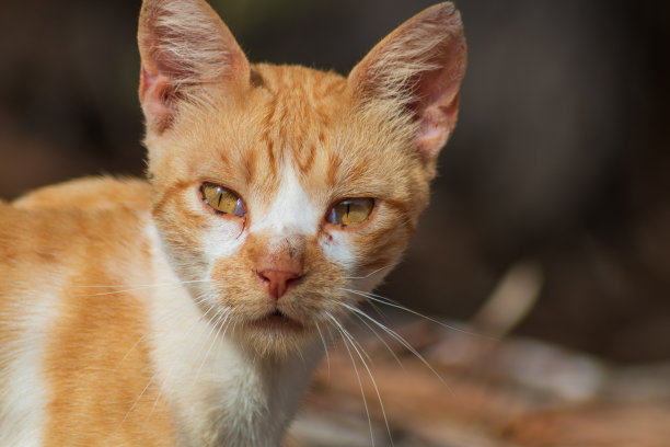 小猫,猫科动物,动物头
