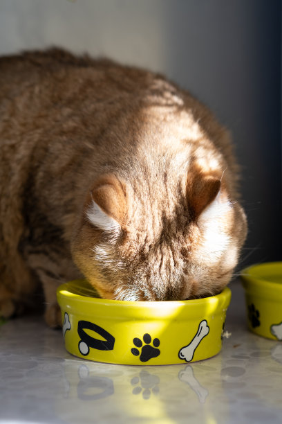 窗户鲜花小猫咪