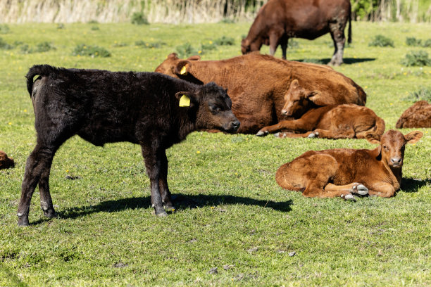 牛犊,奶牛,黄牛,畜牧,养殖