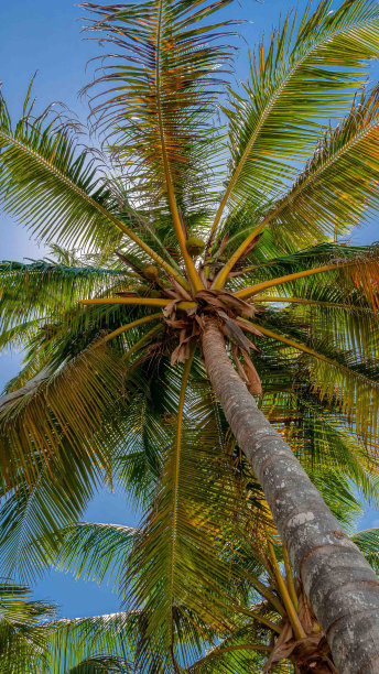 大气海边椰树背景