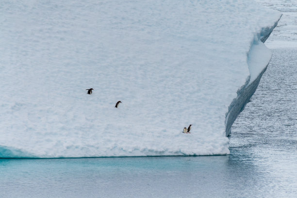 南极企鹅鲸鱼