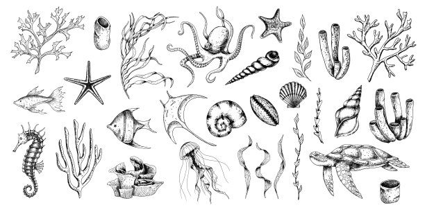章鱼乌龟海星简笔画