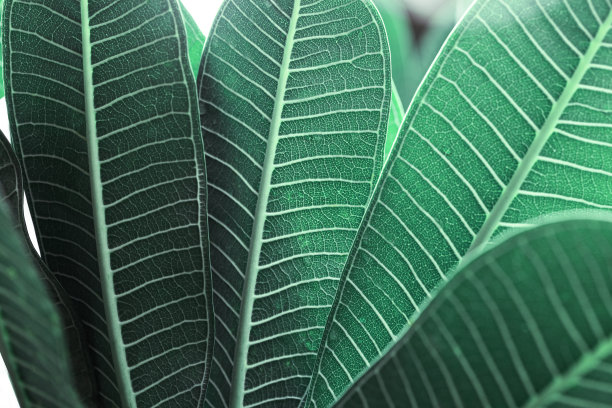 清新蓝绿棕榈叶图案背景