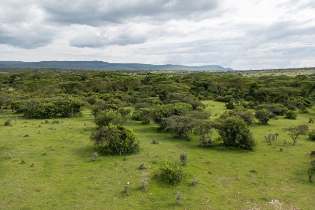 塞伦盖蒂国家公园,坦桑尼亚,象