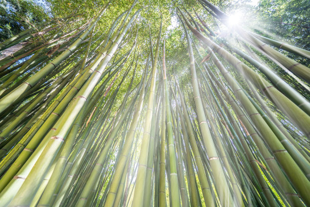 竹林背景竹林墙壁