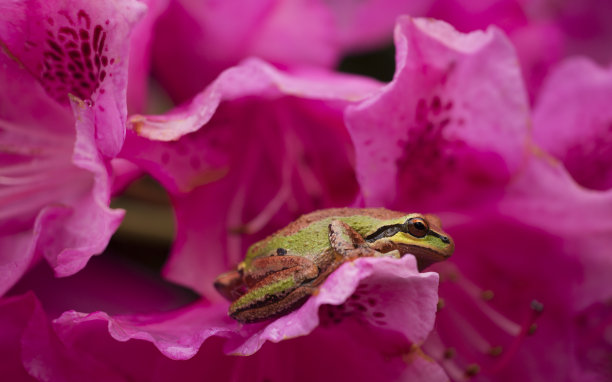 青蛙花纹