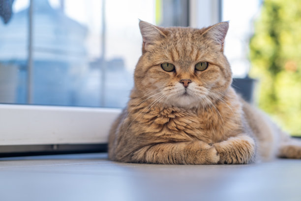 窗户鲜花小猫咪