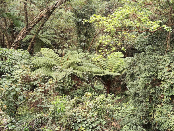 枝繁叶茂,热带灌木,蕨类