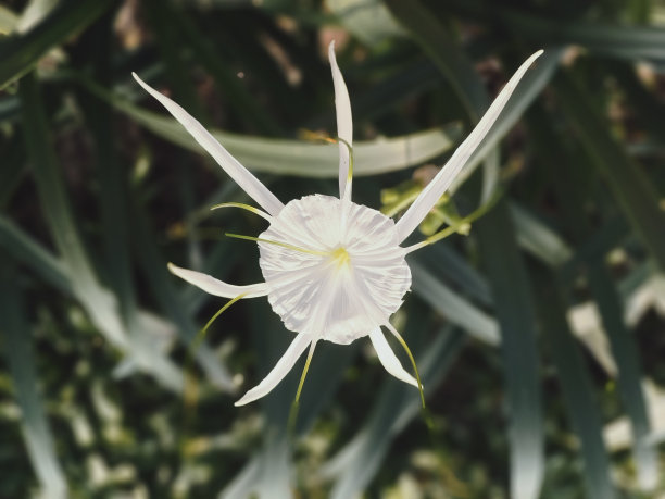 植物学,热带的花,花