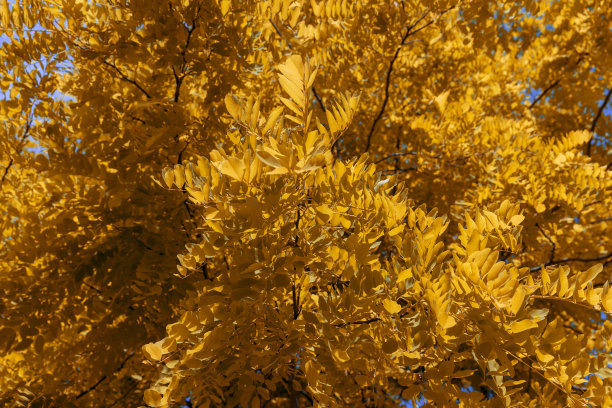秋天国槐树