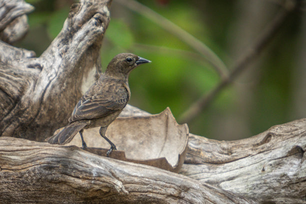 发光眼睛生物特写