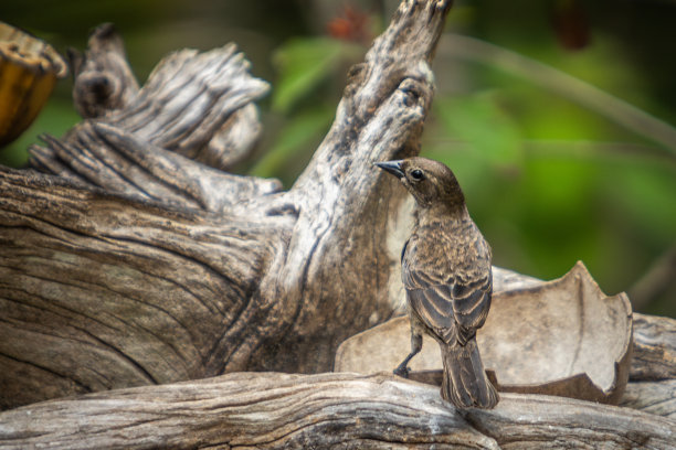发光眼睛生物特写