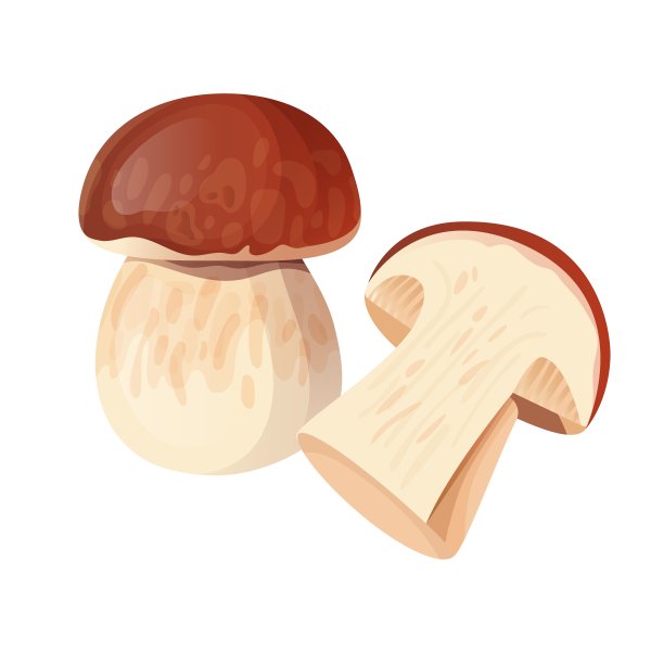 蘑菇切面插图