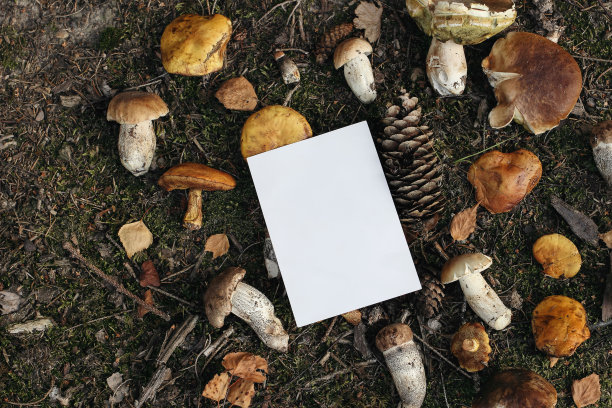 菌菇卡片