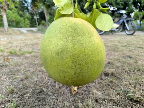 柚子种植
