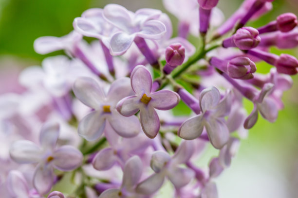 雨后白丁香花