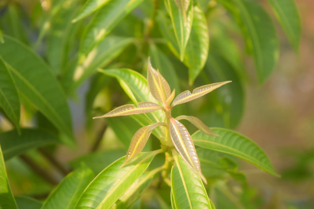 植物学,花蕾,叶子