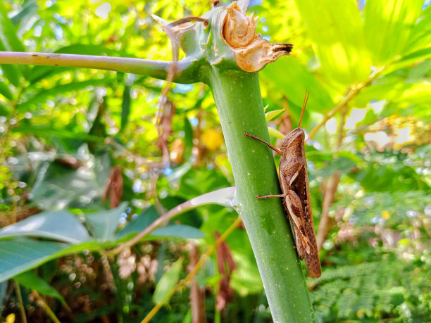 蝗虫养殖