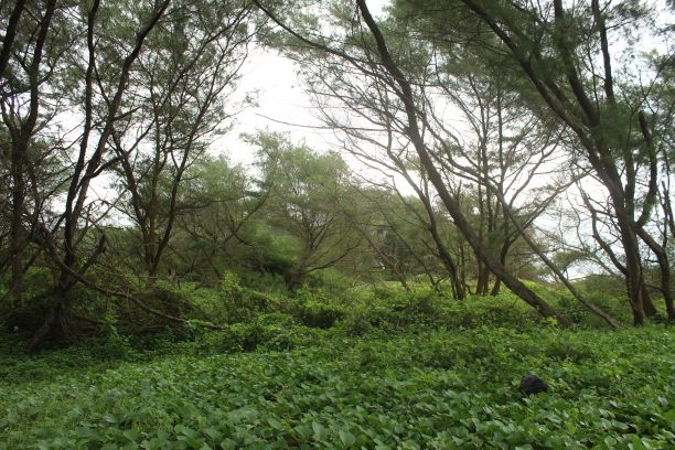 无叶树枝沧桑岁月