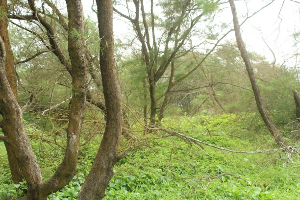 青岩古巷