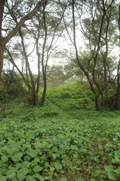 无叶树枝沧桑岁月