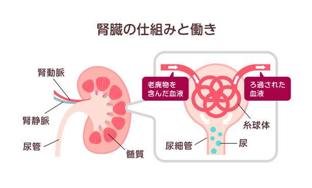 泌尿系统解剖图