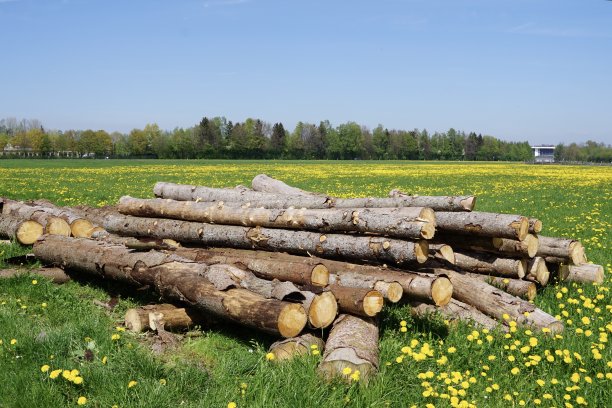 木料堆,伐木,森林开伐