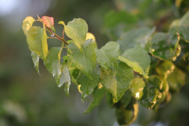 雨滴,花簇,露水