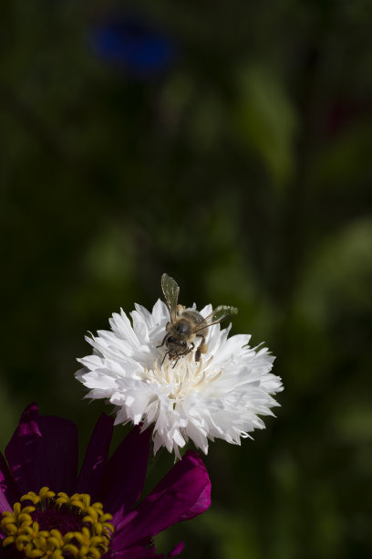 蜜蜂,矢车菊,花簇