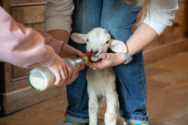 小羊喝奶