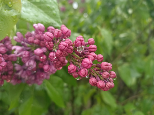 雨后白丁香花