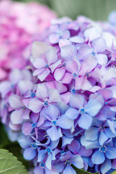 雨后白丁香花