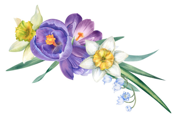 小苍兰,番红花属,百合花