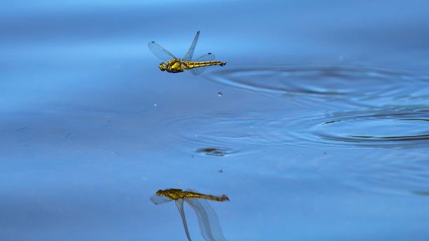 水上蜻蜓